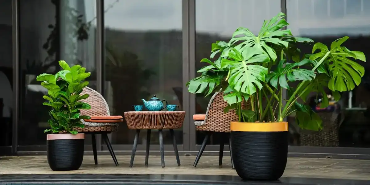 Best Plants for Office & Home Spaces