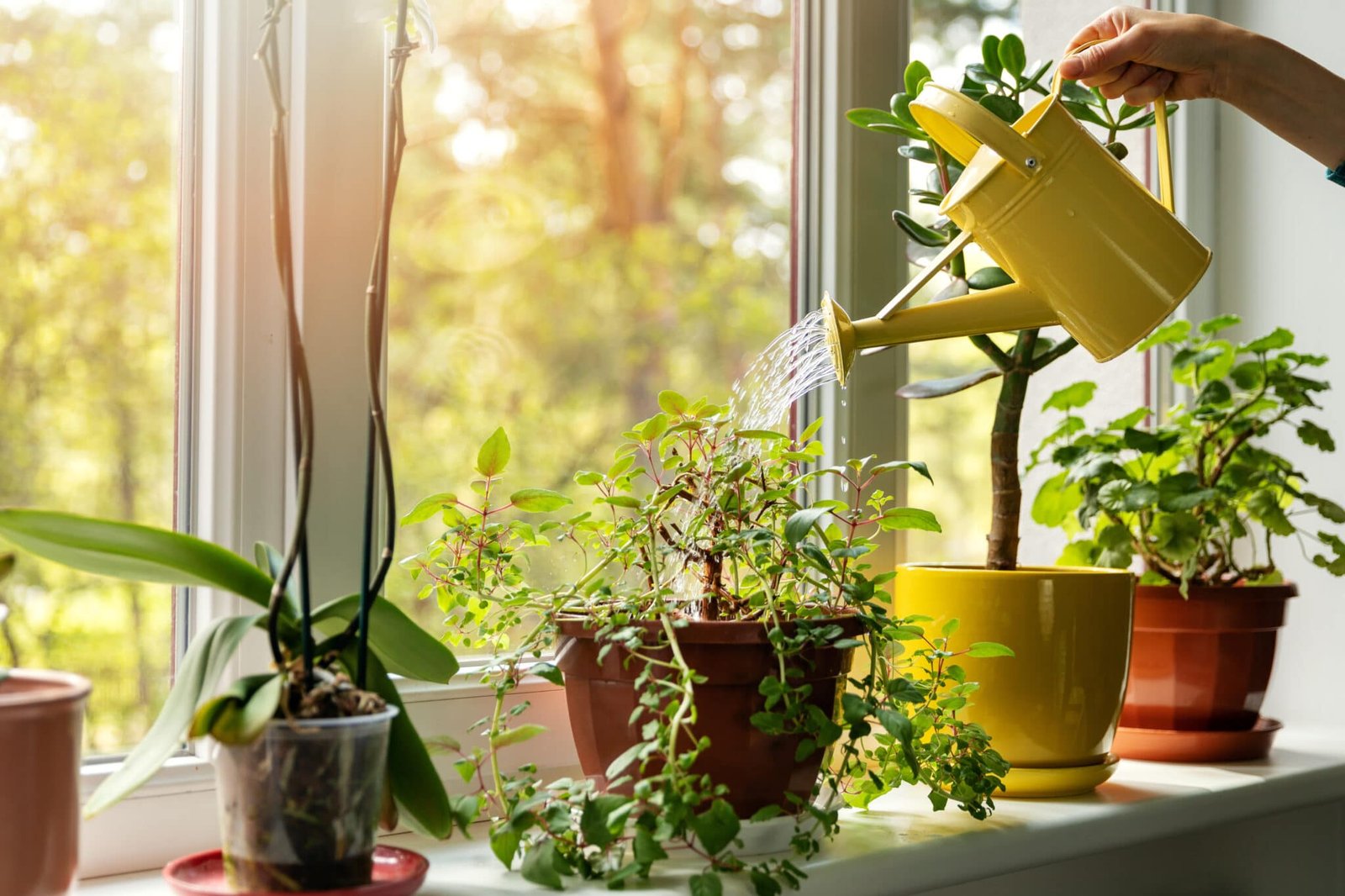 Common Plant Care Mistakes Beginners Make