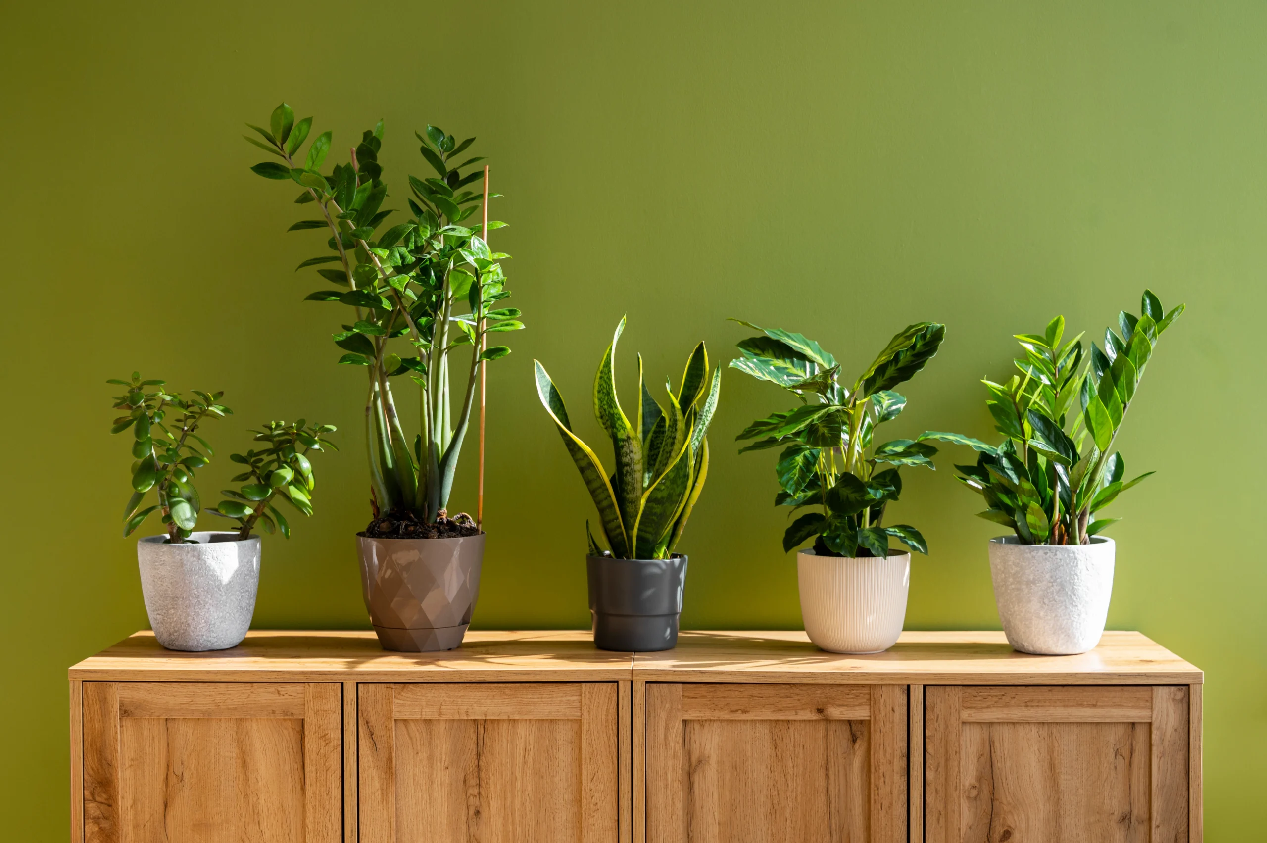 Small Apartment Plant Styling